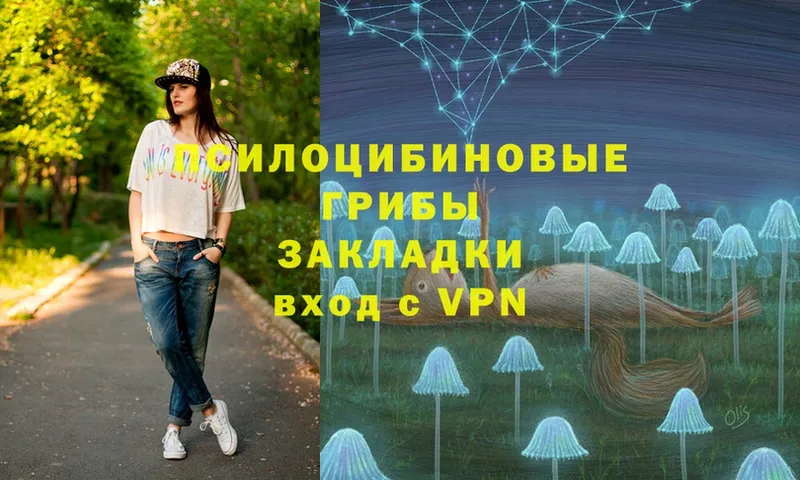 Псилоцибиновые грибы Cubensis  Багратионовск 